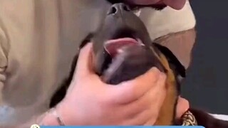 The dog was stunned after finishing the bone.
