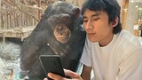 Monkeys Reacting to See Phone For The First Time! - Funniest Animals and Pets