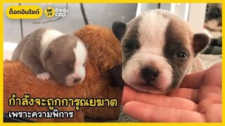 กำลังจะถูกการุณยฆาต เพราะความพิการ Dogs Clip