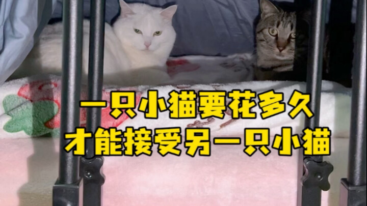 كم من الوقت يحتاجه قط صغير ليتقبل بالكاد قطًا صغيرًا آخر؟