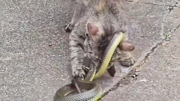 Ular: Katanya kucing takut sama saya, jadi saya menghindari kehebatannya?