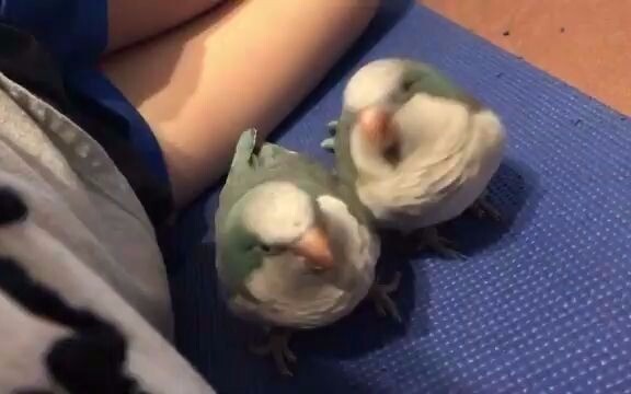 The cute monk parrot~ shaking its butt and moving its butt....