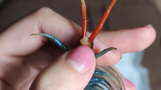 [Animals]How to recognize the sex of my centipede