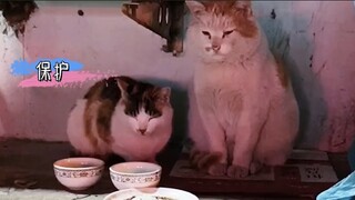 Câu chuyện TÌNH ĐẸP NHƯNG BUỒN của Mèo Quýt và Tam Hoa | Pets TV