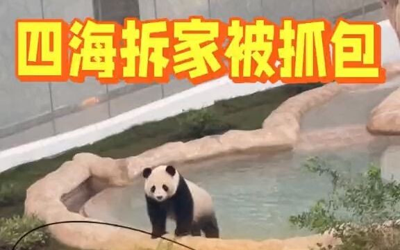 Tứ Hải bị bắt quả tang đang “phá nhà” ngay tại chỗ, Tiểu Vương Tử thẳng thắn tuyên bố gấu trúc còn đ