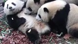 Cute Panda Hehua Became A Dining Table