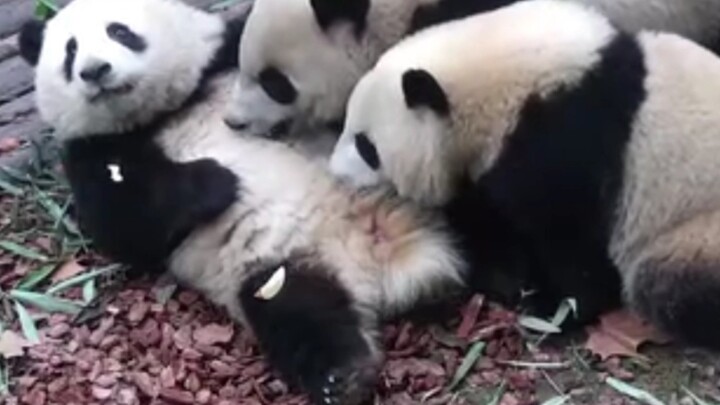 [Panda] Huahua menjadi "Meja berbagi seluler"