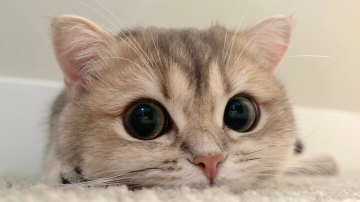 【Electromagnetic Waves】That Little Kitty by the Pillow