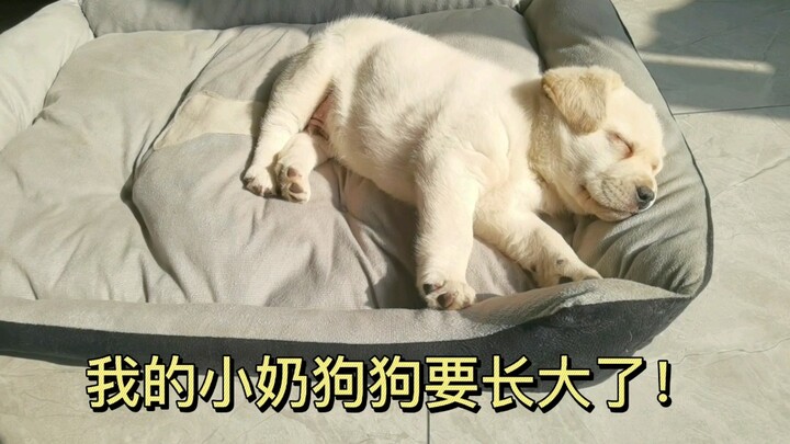 เวลาผ่านไปเร็วจริงๆ ลูกหมาน้อยของฉันกำลังจะโตแล้ว