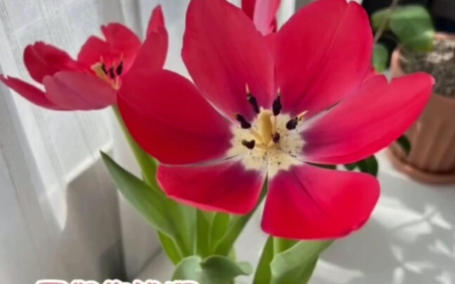 So this is how tulips actually bloom!