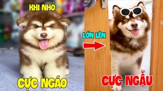 Thú Cưng Vlog | Gia Gia Đáng Yêu Và Mẹ #7 | Chó Gấu Alaska thông minh vui nhộn | Cute smart dog pet