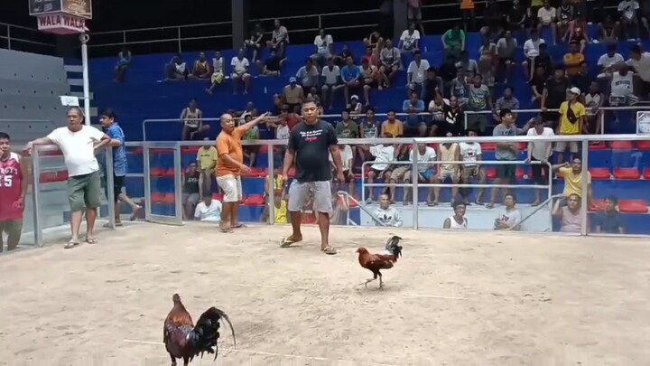 Hammerfoot x Bruce Barnett Sweater derby winner 1 of 2