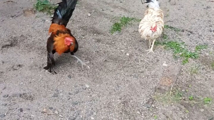 unang sayaw ni Milsom vs White kelso