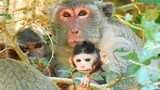 Wow Baby Monkey Jody Super Strange Mom Jane Talk To Baby