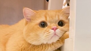 Are there really some male cats that are born incompetent?