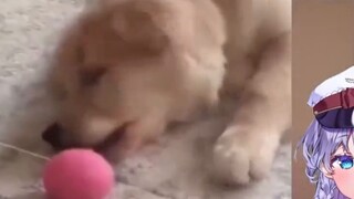 Japanese cute girl looks at this and says “this is probably why people keep dogs” and calls it cute