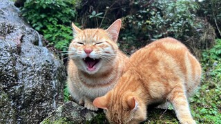 Kucing Ingin Makan Ikan dan Sendiri Menangkapnya di Sungai Kecil