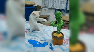 แมวเต้นกับกระบองเพชร
