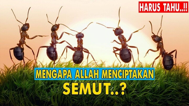 HARUS TAHU..!! INILAH TUJUAN ALLAH MENCIPTAKAN SEMUT.?