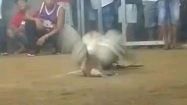 CBGF bulik devil