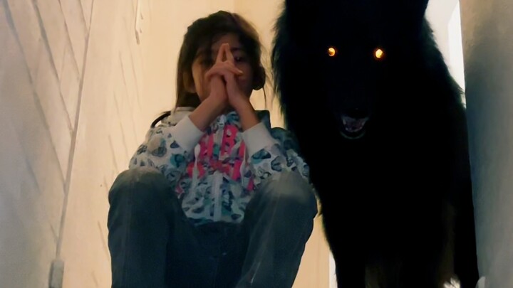 "Anjing Gembala Groanada" yang Penuh Tekanan