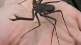 Bukan Laba-laba Bukan Kalajengking | Tailless Whip Scorpion Insecta Unik di Dunia