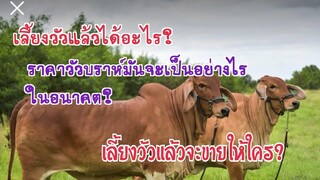 #เลี้ยงวัวแล้วได้อะไร? เลี้ยงวัวบราห์มันแล้วจะขายให้ใคร?