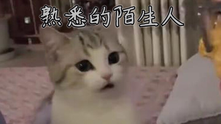 猫 猫 疑 惑