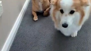 Remember that dog that mocked the short-legged Corgi? Several years have passed and it is still pers