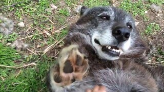 หมาป่ามีความสุขมาก