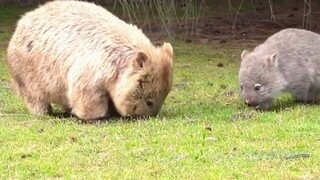 Wombat, hewan kotoran persegi.