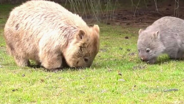 袋熊，方形粑粑兽。