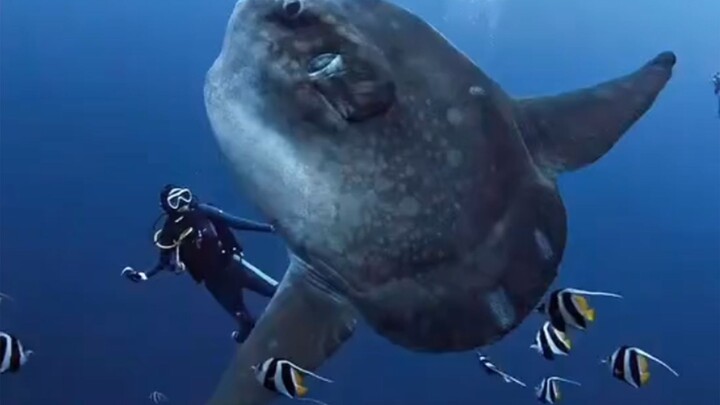 Daya predasi rendah, pertahanan lemah, lalu mengapa ikan ini tidak punah?