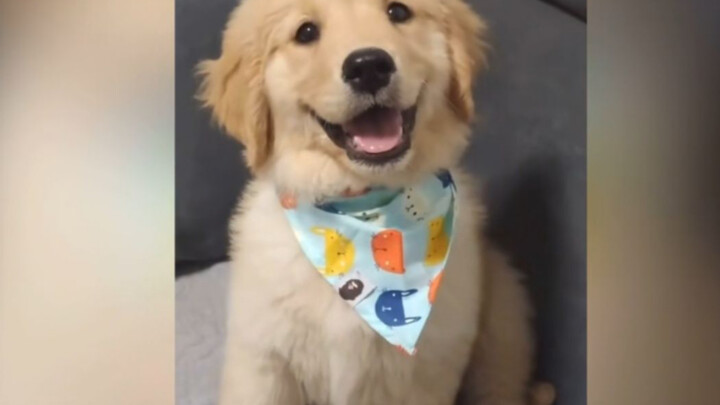 “Dua menit saja untuk membuatmu jatuh cinta pada anjing Golden Retriever!”