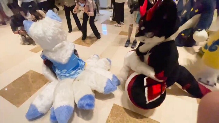 【ชุดคอสตูมสัตว์/Fursuit】ใครจะไม่ชอบเล่นหางล่ะ (ฅ>ω<*ฅ)