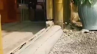 เต็มเรื่อง เย่ชิงอวิ๋น หุบเขาเมฆลอย#พากย์ไทย