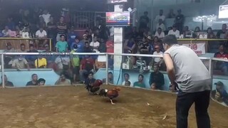 4cock finals lipa 2nd f wn