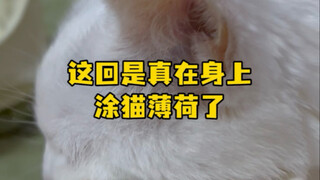 This time, I'm really applying catnip to my body.