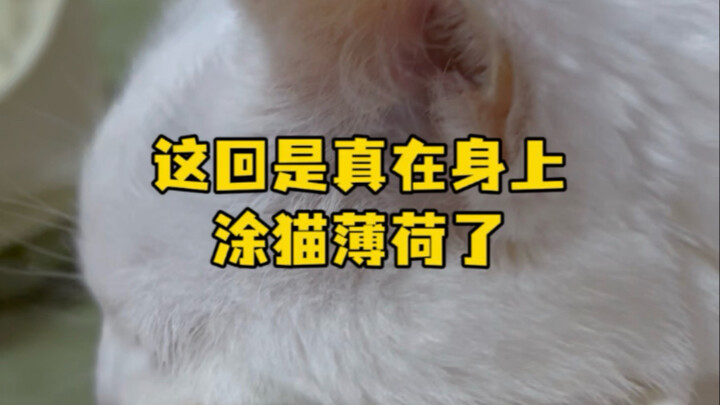 这回是真在身上涂猫薄荷了