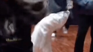 论档人有多适合大框架编舞（一）