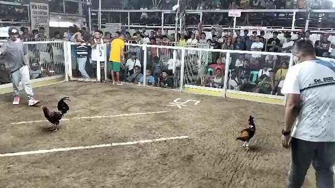 win 1st fight 🐓☝️🙏