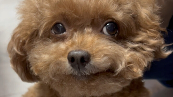 Does my dog seem to have a lot of expressive facial expressions?