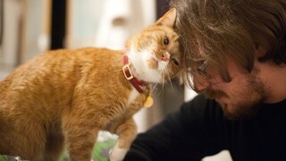 Cat Who Can't Wait to be Reunited With Their Owner After A Long Day 😻