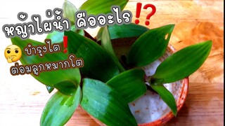 หญ้าไผ่น้ำ คืออะไร หญ้าไผ่น้ำประโยชน์? กินแก้อะไร? กินยังไง  สมุนไพร คลิปนี้มีคำตอบ