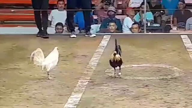 3 hits ; 2wins 1lost (win)