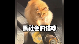带有黑社会性质的猫，这里的每一只猫我都觉得是我惹不起的#猫咪#喵星人#社会猫