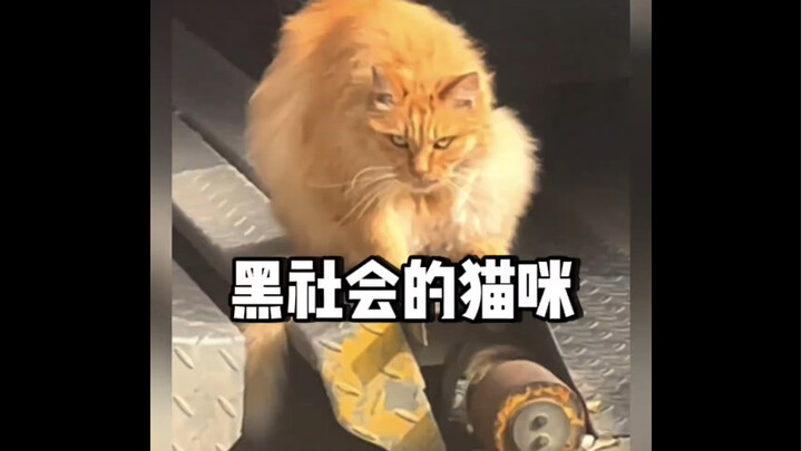 Cats with gangster characteristics, I feel that every cat here is someone I can't afford to offend #