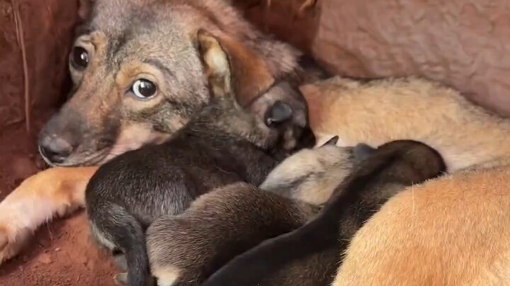 The stray puppy on the back mountain and its pups