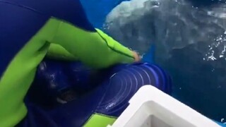Pemberi makan menyerang paus putih dan dibunuh dengan kejam!