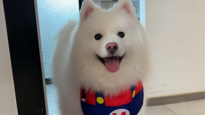 有些小家伙的出现就是为了治愈你